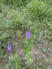 Verbena stricta