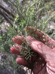 Cassinia laevis