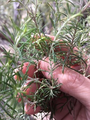 Cassinia laevis