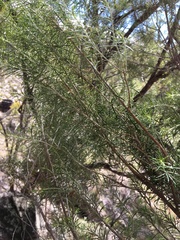 Cassinia laevis