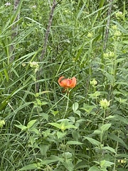 Lilium michiganense