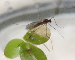 Dixella