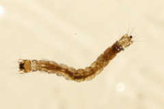 Dixella
