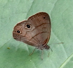 Hermeuptychia harmonia