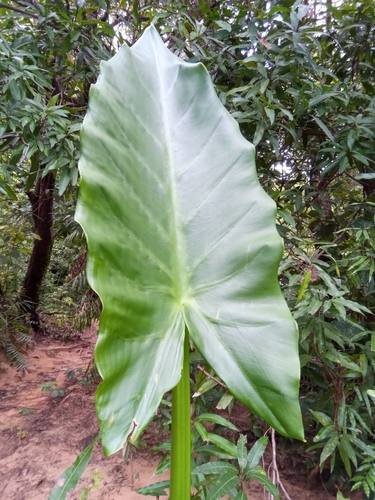 Typhonodorum lindleyanum image