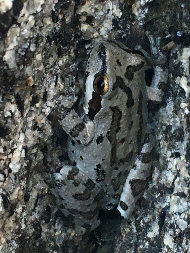 iNaturalist observation photo of Pacific chorus frog