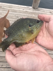 Lepomis gibbosus × cyanellus