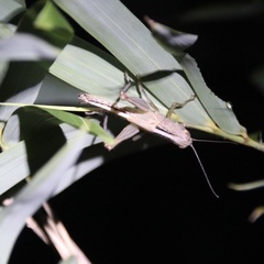 Hieroglyphus tonkinensis