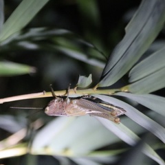 Hieroglyphus tonkinensis