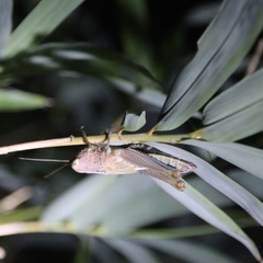 Hieroglyphus tonkinensis