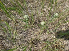 Achillea millefolium borealis