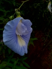 Clitoria rubiginosa