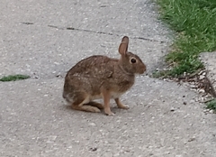 Sylvilagus floridanus