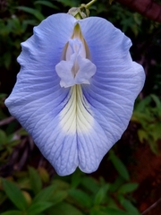 Clitoria rubiginosa