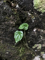 Dioscorea humifusa