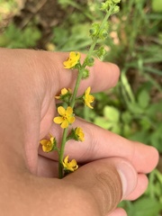 Agrimonia gryposepala