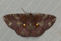 Astygisa metaspila