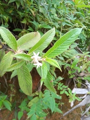 Sabicea diversifolia