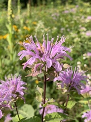 Monarda fistulosa