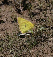 Colias philodice eriphyle