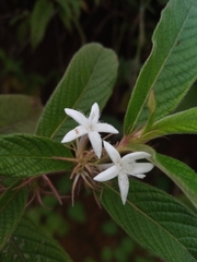 Sabicea diversifolia