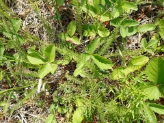 Achillea millefolium borealis