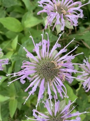 Monarda fistulosa