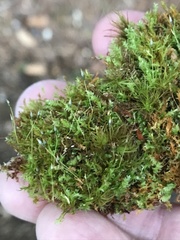 Tetraphis geniculata