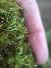 Tetraphis geniculata