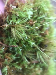 Tetraphis geniculata