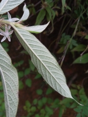 Sabicea diversifolia