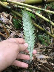Blechnum mochaenum