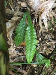 Blechnum mochaenum