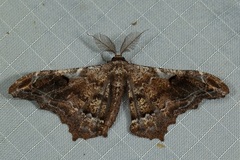 Hyposidra violescens