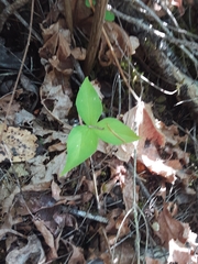 Trillium ovatum
