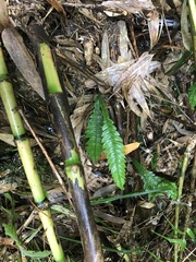 Blechnum mochaenum