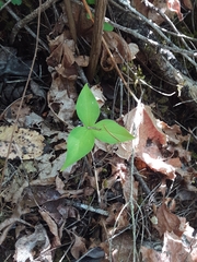 Trillium ovatum