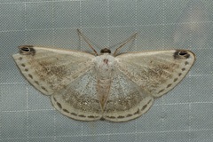 Lomographa sectinota