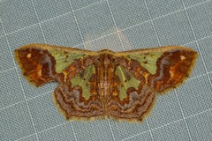 Peratophyga xanthyala