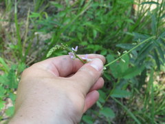 Desmodium sessilifolium