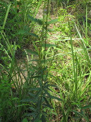 Desmodium sessilifolium