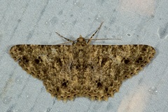 Racotis boarmiaria