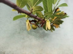 Annona squamosa