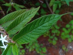 Sabicea diversifolia