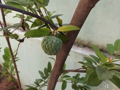 Annona squamosa