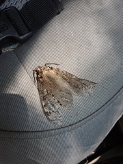 Dysmicohermes disjunctus