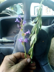 Penstemon venustus