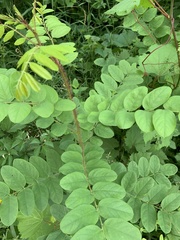 Robinia hispida