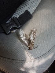 Dysmicohermes disjunctus