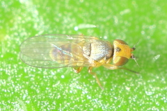 Incertella
